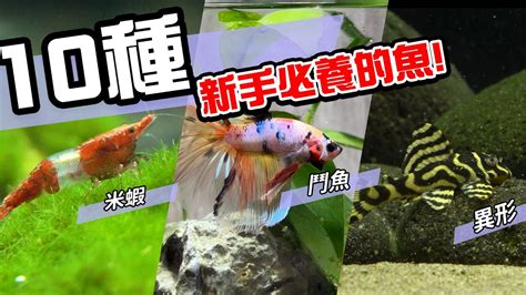 養淡水魚種類|養魚新手入門：12個教學讓你養魚一次上手（新手必讀）